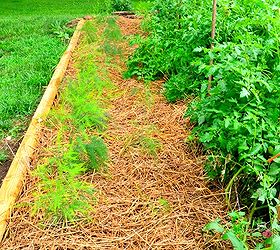 gardening asparagus planting vegetable, gardening, homesteading, urban living