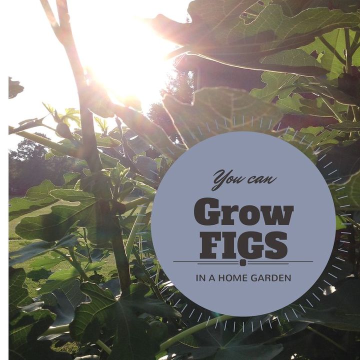 gardening figs growing home garden, gardening