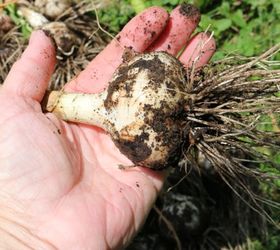 gardening harvesting garlic tips, gardening, homesteading