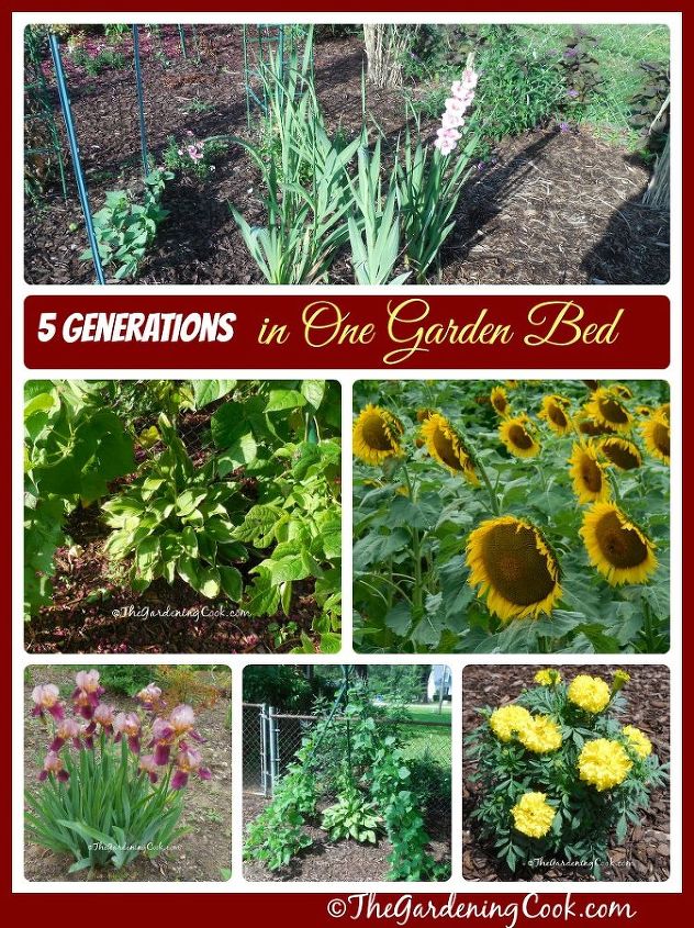 gardening family garden vegetable, gardening