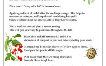  10 dicas para cultivar feijão verde