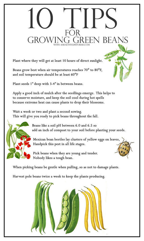 10 dicas para cultivar feijo verde