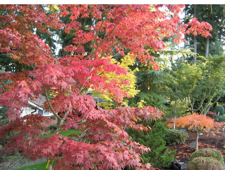 how we are turning a foreclosure yard into gardens of beauty, curb appeal, flowers, gardening, landscape, outdoor living, Our first autumn colors here