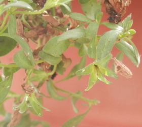 q gardening bugs white identifying, gardening, pest control