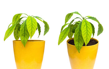 How to Grow an Avocado Plant?