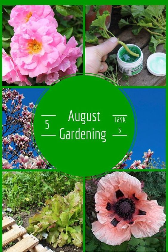 cinco coisas para fazer no seu jardim em agosto