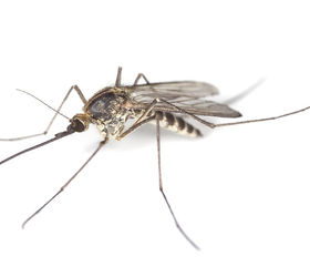 are you a mosquito magnet, pest control