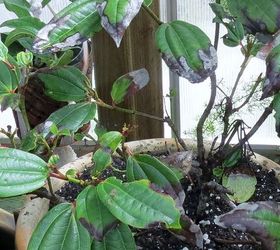 q gardening tips david viburnum leaf issue, gardening
