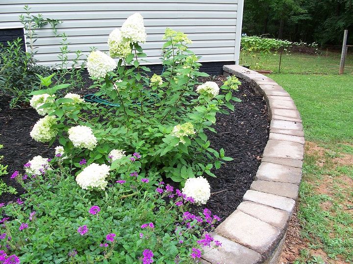 gardening hydrangea success story, flowers, gardening, hydrangea