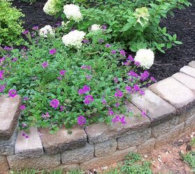 gardening tips purple verbena, flowers, gardening