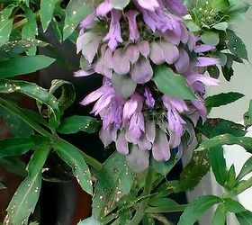 q gardening monarda mystery plant, gardening, Could it be Anise hyssop