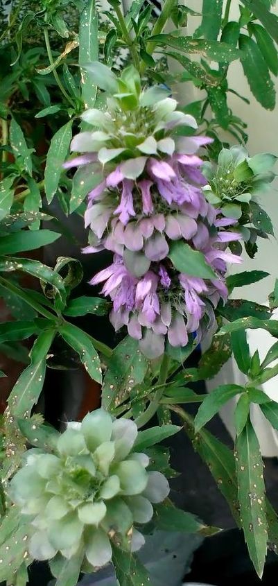q gardening monarda mystery plant, gardening, Could it be Anise hyssop