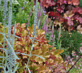 gardening tips heuchera shading colorful, gardening