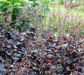 gardening tips heuchera shading colorful, gardening, The Royal Botanical Gardens Hamilton