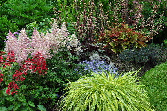 gardening tips heuchera shading colorful, gardening, Private Garden in Brampton ON