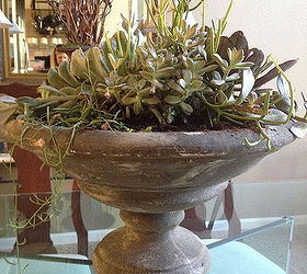 succulent savvy, flowers, home decor, succulents, The Container