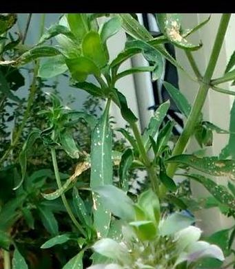 q gardening monarda mystery plant, gardening