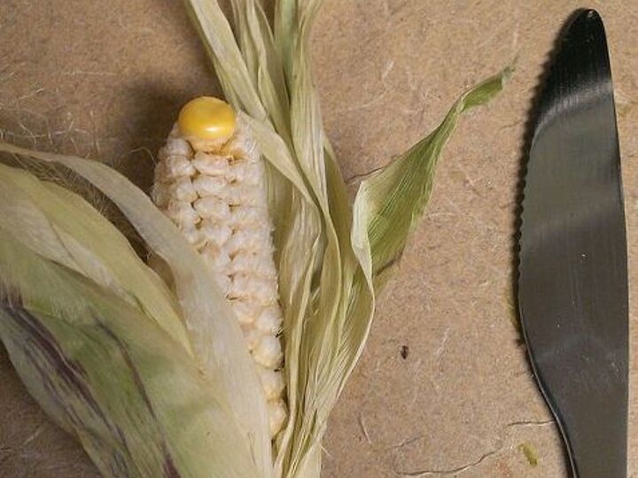 q my container corn flopped anyone know why, container gardening, gardening, The best little ear out of the lot