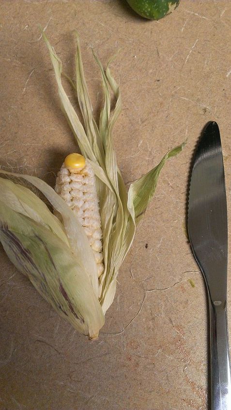 q my container corn flopped anyone know why, container gardening, gardening, The best little ear out of the lot