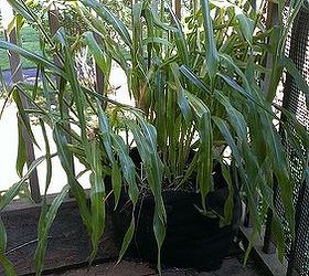 q my container corn flopped anyone know why, container gardening, gardening, 5 feet tall 8 seeds produced all this