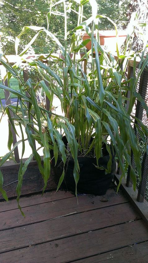 q my container corn flopped anyone know why, container gardening, gardening, 5 feet tall 8 seeds produced all this