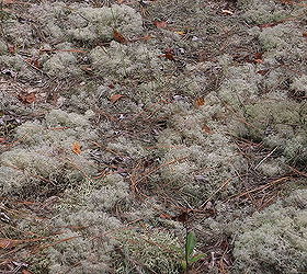 garden moss backyard identify, gardening