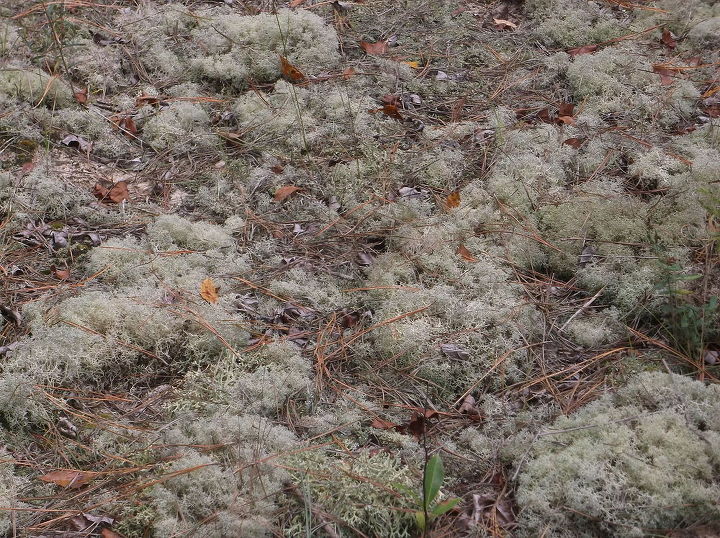 garden moss backyard identify, gardening