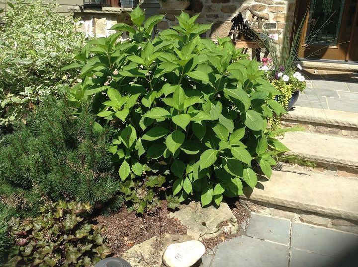 gardening tips hydrangea downsizing, gardening, One of the huge bushes