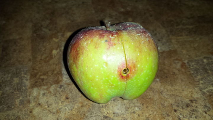 gardening apples pest help, gardening, pest control, This is how it looks on the outside There is another hole by the stem