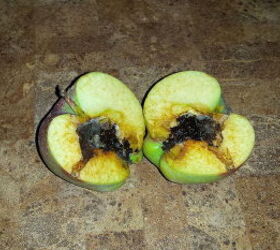 gardening apples pest help, gardening, pest control, This is the inside You can see there are two exit routes