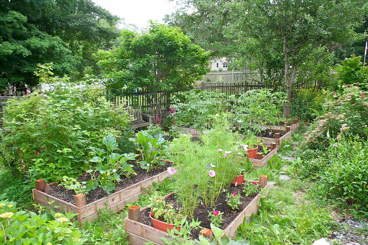 gardening raised bed progression, gardening, raised garden beds
