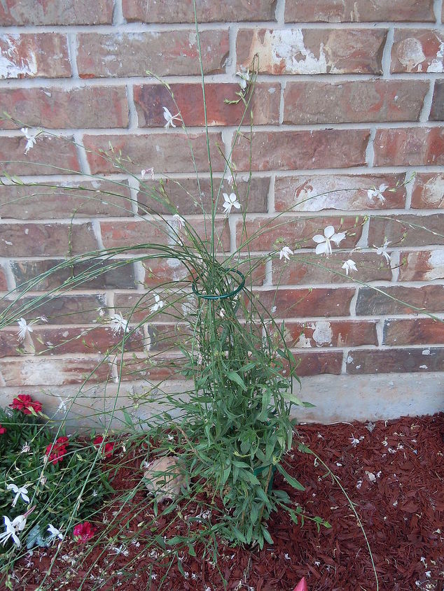 q garden tips flowers flowering question, flowers, gardening, I have this one pinned up because it flops onto the sidewalk of our entry way and this plant has at least 4 parts that I could seprarate