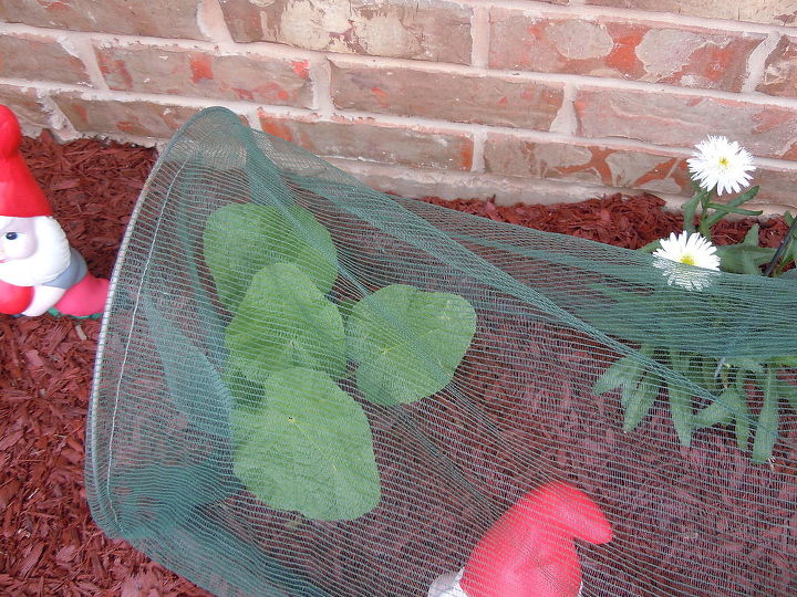 q garden tips flowers flowering question, flowers, gardening, These are my hollyhocks that I ve been working to save all summer from those pests I posted earlier Their now getting bigger well the leaves anyway by putting my garden netting over them I saved several of them this way