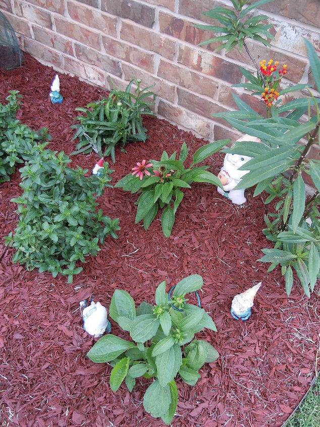 q garden tips flowers flowering question, flowers, gardening, this is my coneflower in back of my getting ready to bloom Blackeyed Susan but it s sitting small compare to the next picture you will see