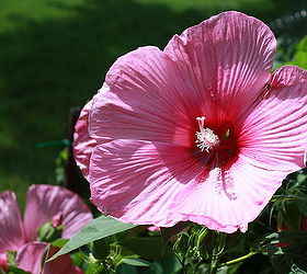 gardening hibiscus summer blooming, flowers, gardening