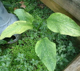 gardening calla lilies identification, gardening