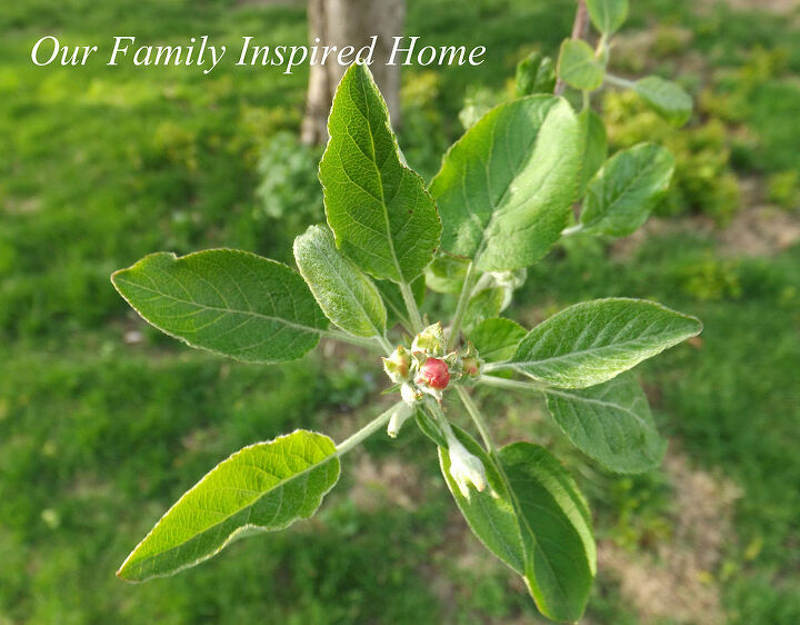 gardening apple tree turnovers, gardening, homesteading
