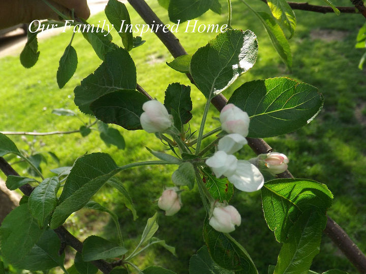 gardening apple tree turnovers, gardening, homesteading