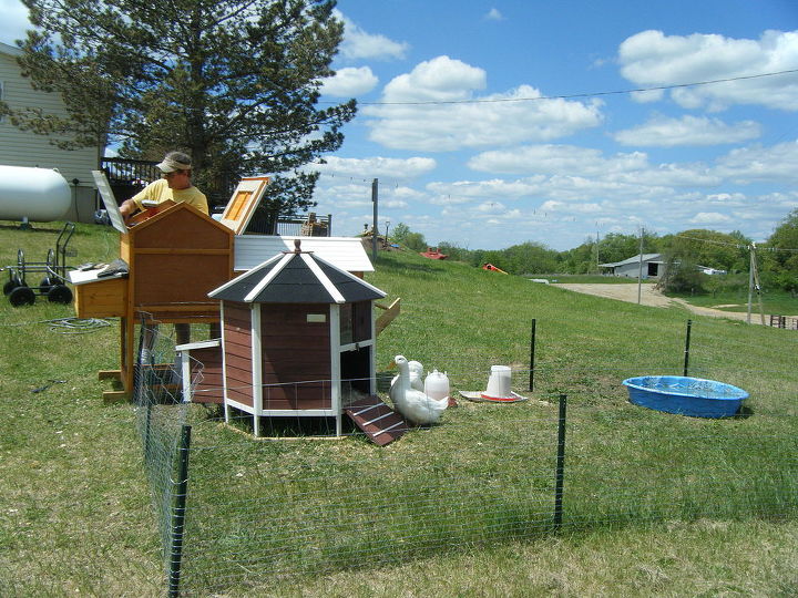q chicken coops off ground information, diy, homesteading, pets animals, woodworking projects, We moved it next to the fence to give it some stability