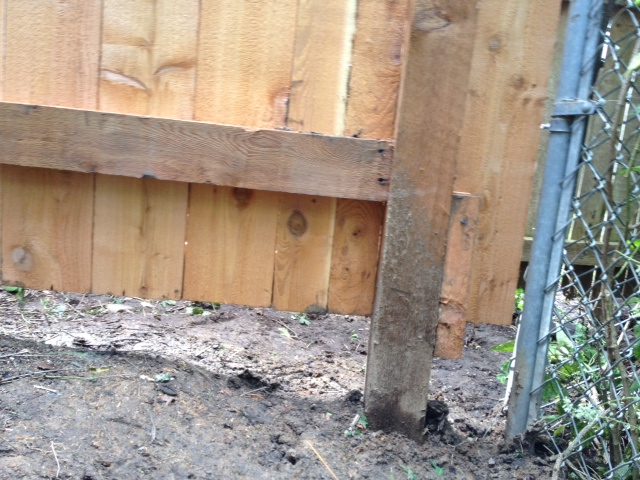 how to correct poorly installed wood fence, Opposite corner shows rail to high gap connection to neighbors chain link