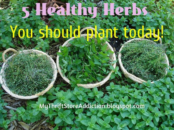 gardening herbs healthy to do, gardening