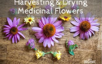 Harvesting & Drying Medicinal Flowers