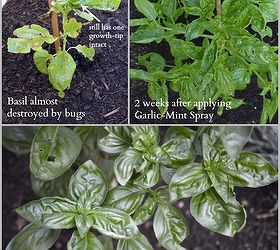 garden tips doy organic insect spray, gardening, go green, pest control