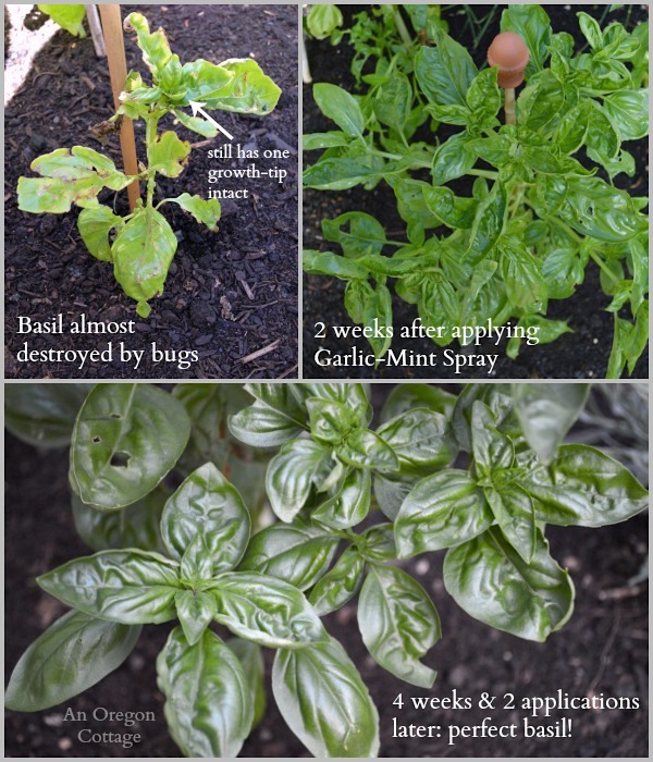 garden tips doy organic insect spray, gardening, go green, pest control