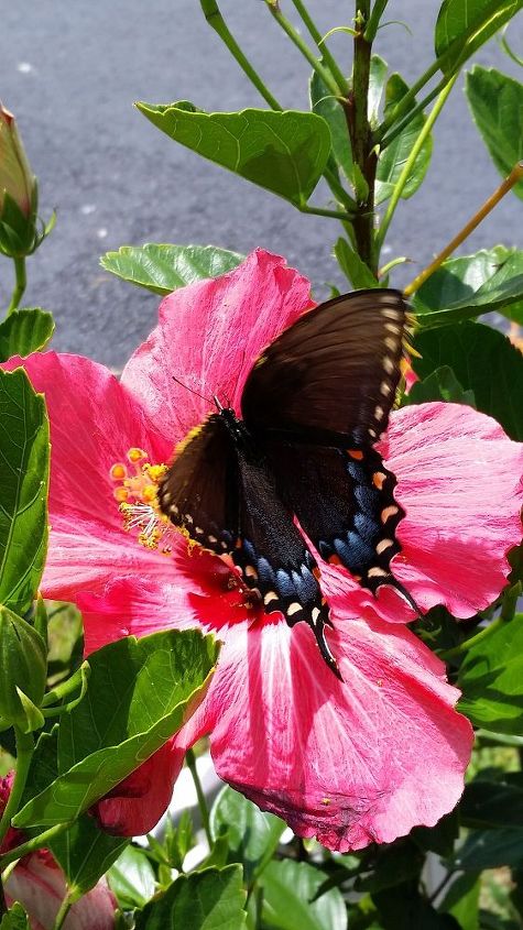 return to joy through nature s colors, flowers, gardening, Hibiscus and a butterfly