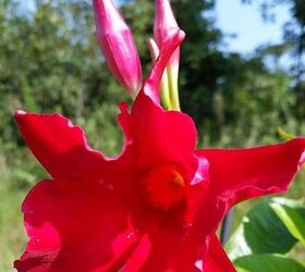 return to joy through nature s colors, flowers, gardening, Red Mandevilla