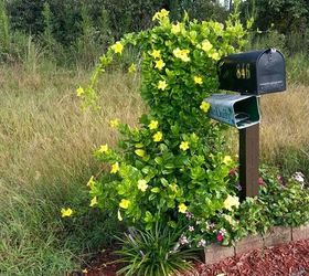 return to joy through nature s colors, flowers, gardening, Yellow Mandevilla at the mailbox