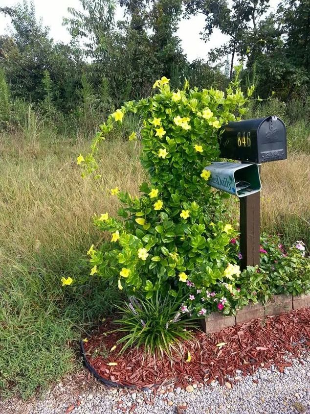 return to joy through nature s colors, flowers, gardening, Yellow Mandevilla at the mailbox