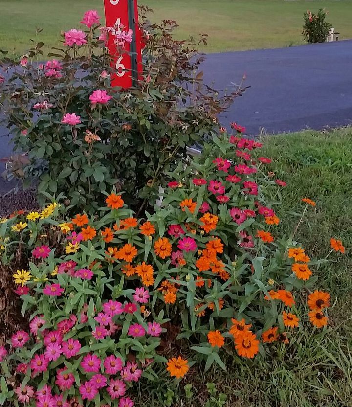 return to joy through nature s colors, flowers, gardening, Rose and Zinnias at the driveway entrance