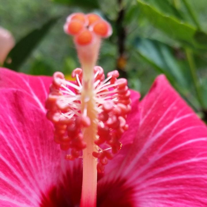 return to joy through nature s colors, flowers, gardening, Delicate hibiscus is amazing